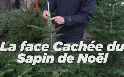 Sapin de Noël bien le choisir – VNA 04 12 2020 Vienne Actu