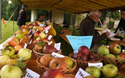 Pomme de pain 2014