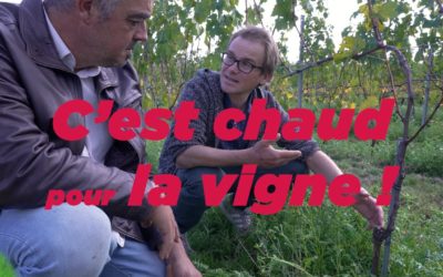 La vigne et le réchauffement climatique – Echo Responsable